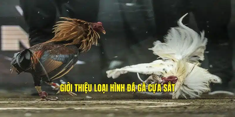 Sơ lược loại hình đá gà cựa sắt